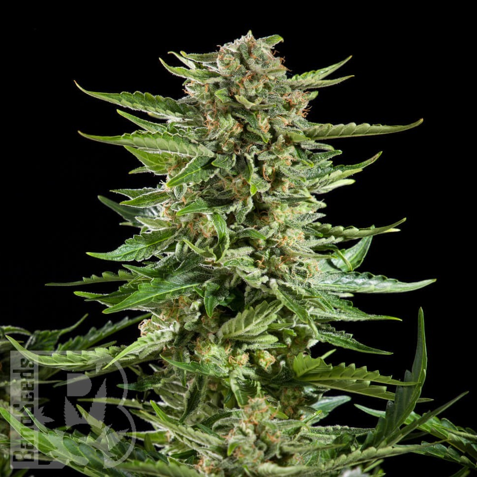 Семена  Auto Karatal feminised Bang Seeds Семена  Auto Karatal feminised Bang Seeds