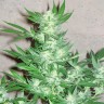 Семена каннабиса недорого  Euforia feminised Ganja Seeds Семена каннабиса недорого  Euforia feminised Ganja Seeds