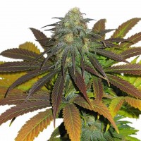 Euforia feminised Ganja Seeds