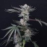 Семена конопли  Euforia feminised Ganja Seeds Семена конопли  Euforia feminised Ganja Seeds