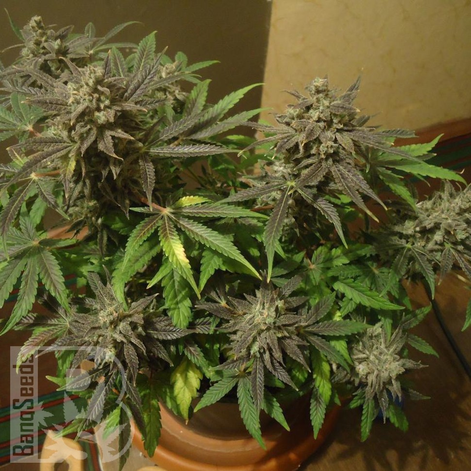 Семена  Auto New York City feminised Ganja Seeds