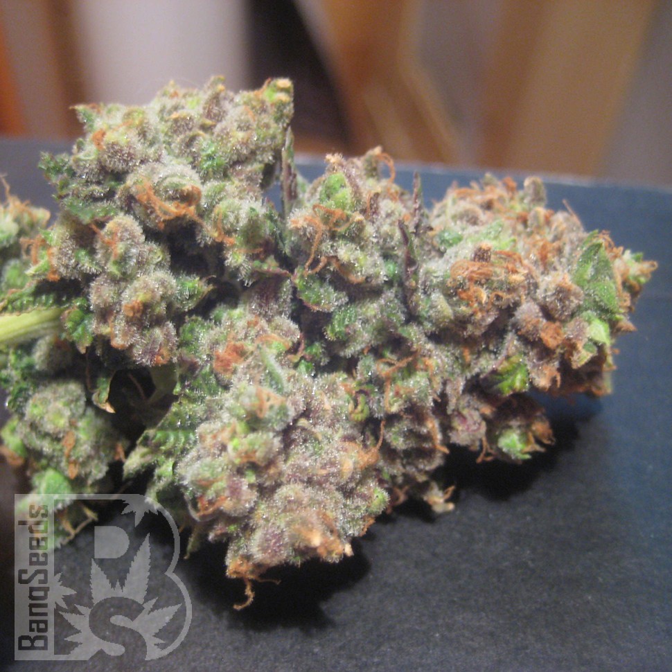 LA Cannalope feminised Ganja Seeds LA Cannalope feminised Ganja Seeds