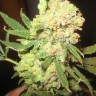 LA Cannalope feminised Ganja Seeds LA Cannalope feminised Ganja Seeds