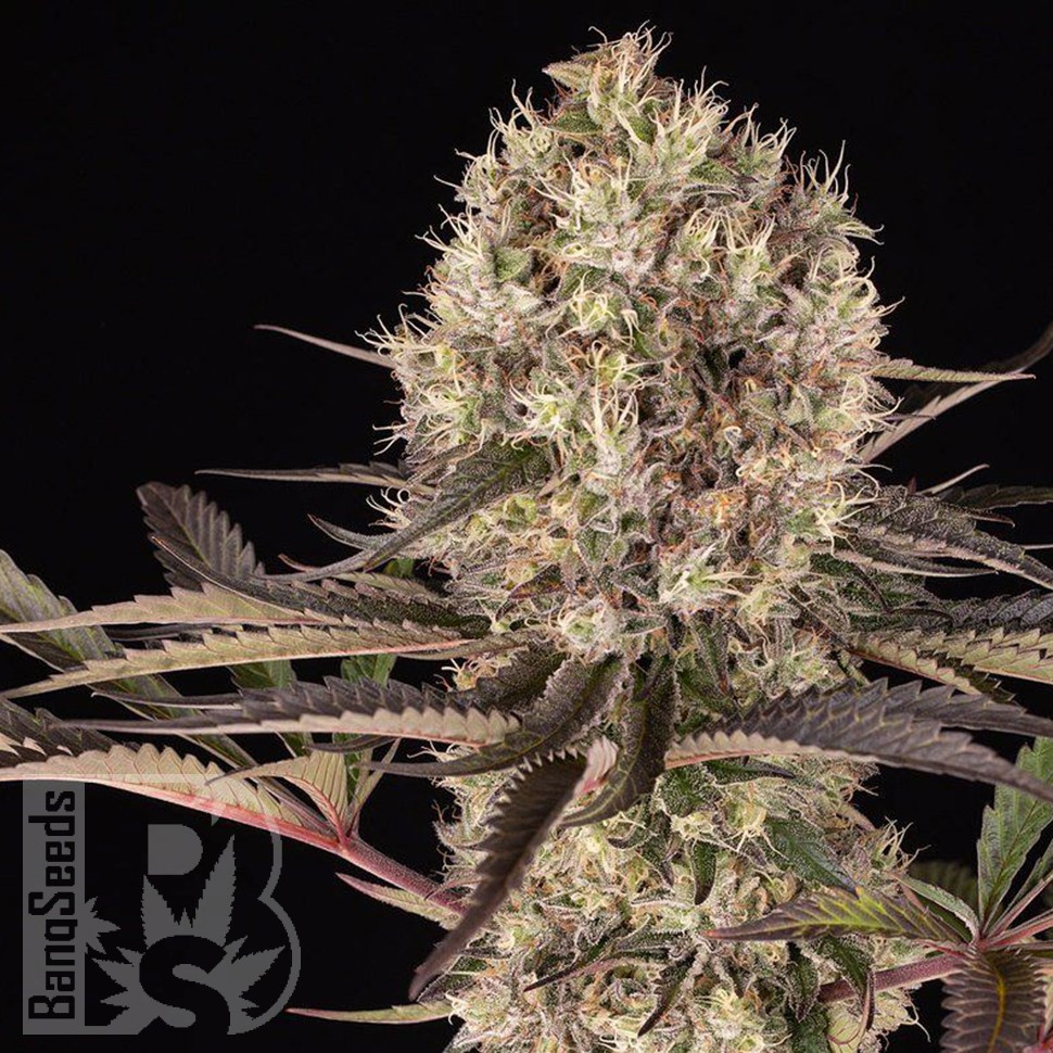 феминизированные семена конопли Runtz Muffin feminised Ganja Seeds феминизированные семена конопли Runtz Muffin feminised Ganja Seeds