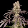 где заказать семена конопли Runtz Muffin feminised Ganja Seeds где заказать семена конопли Runtz Muffin feminised Ganja Seeds