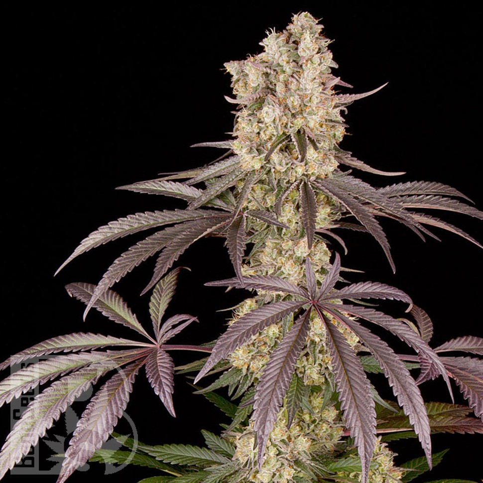 где заказать семена конопли Runtz Muffin feminised Ganja Seeds где заказать семена конопли Runtz Muffin feminised Ganja Seeds