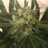семена конопли скороспелый купить Critical + feminised семена конопли скороспелый купить Critical + feminised