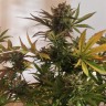 купить семена конопли сорта сатива Critical + feminised купить семена конопли сорта сатива Critical + feminised