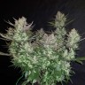 заказать семена конопли Auto Dark Devil regular заказать семена конопли Auto Dark Devil regular