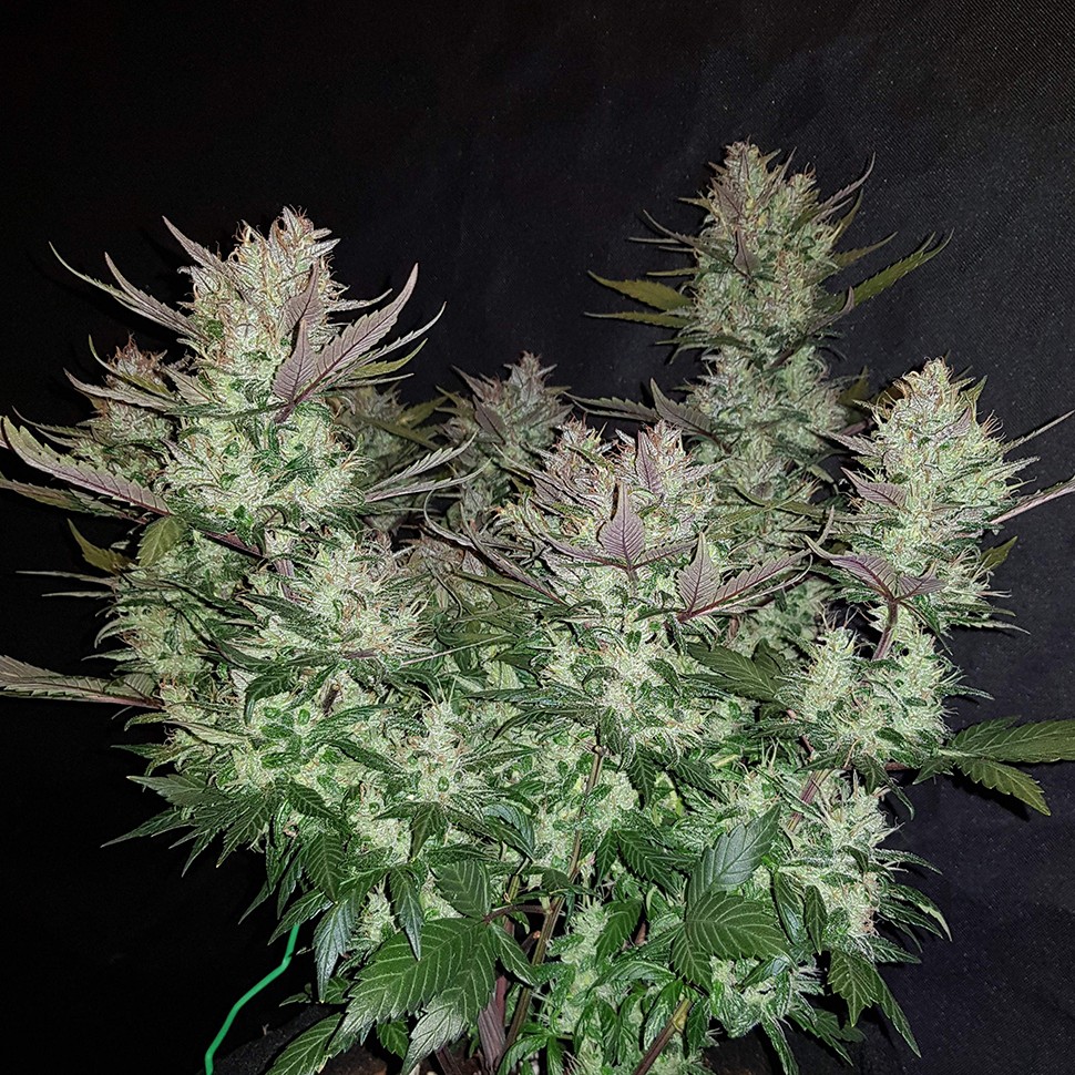 заказать семена конопли Auto Dark Devil regular заказать семена конопли Auto Dark Devil regular