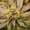 Семена  Chemdog regular Ganja Seeds Семена  Chemdog regular Ganja Seeds