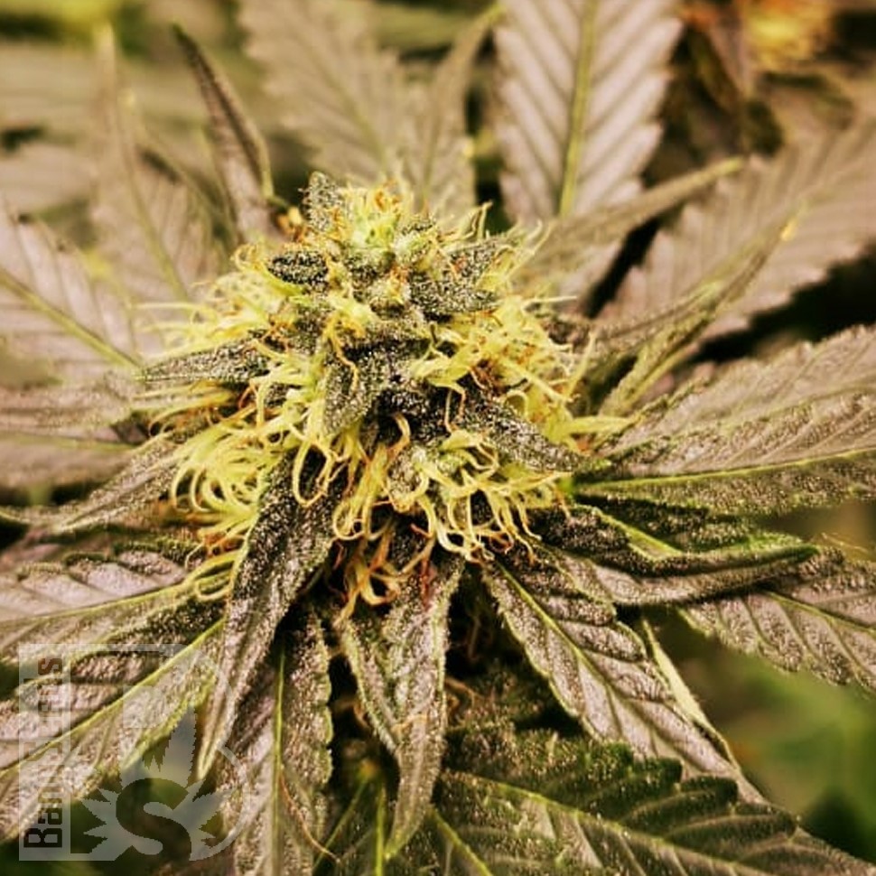 Семена  Chemdog regular Ganja Seeds Семена  Chemdog regular Ganja Seeds