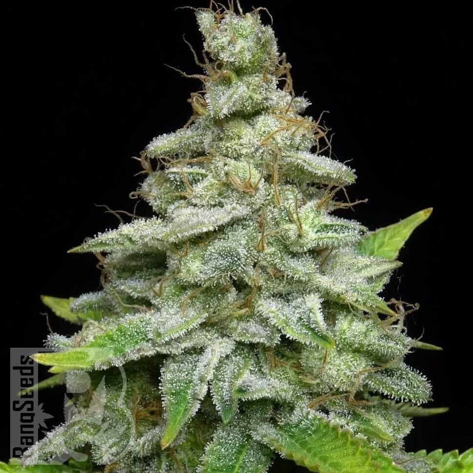 Семена  Chemdog regular Ganja Seeds Семена  Chemdog regular Ganja Seeds