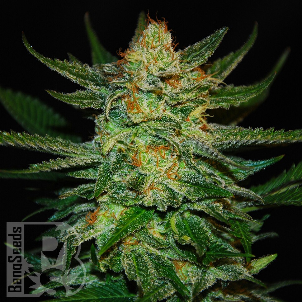Семена  Auto Destroyer feminised Ganja Seeds