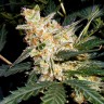 Семена ганжа  Auto Kul-Sey feminised Bang Seeds Семена ганжа  Auto Kul-Sey feminised Bang Seeds