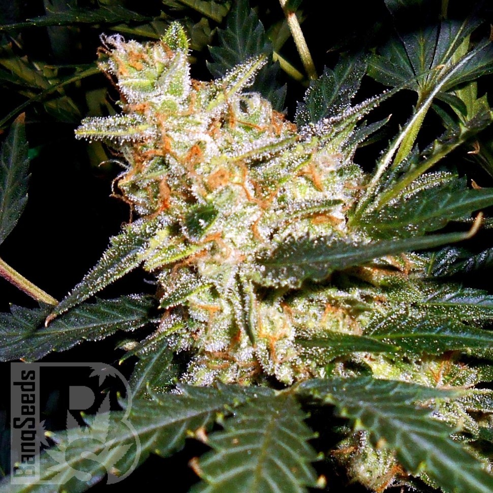 Семена ганжа  Auto Kul-Sey feminised Bang Seeds