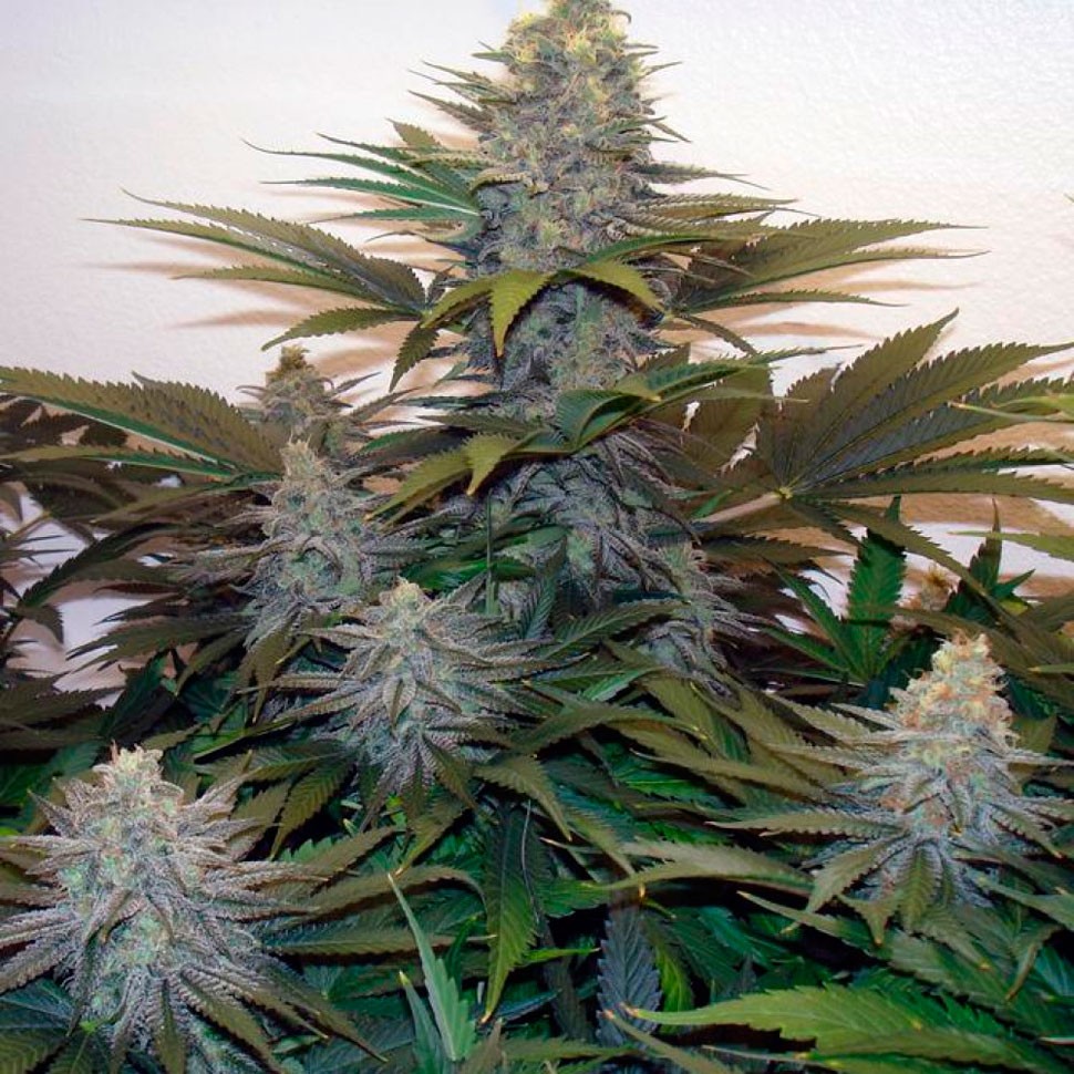 Семена конопли  Z & Z feminised Ganja Seeds