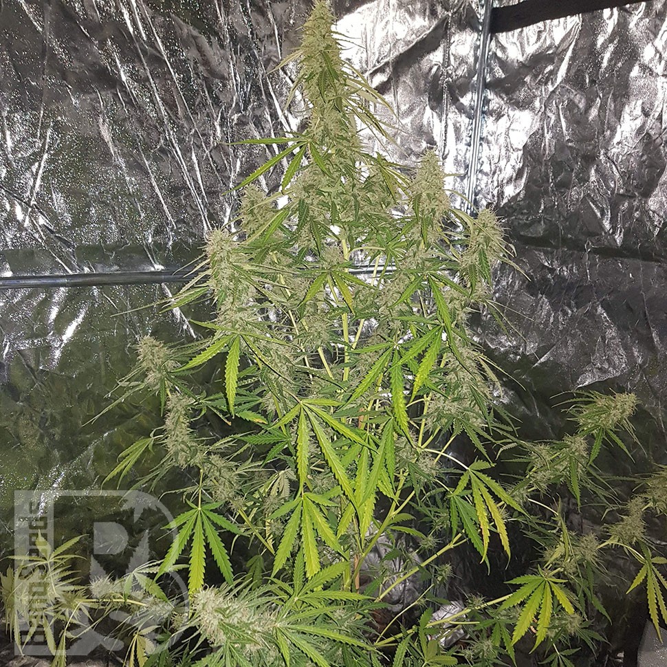 Семена каннабиса  Auto New York Diesel CBD feminised Ganja Seeds