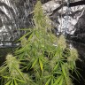 семена конопли сорта сатива семена конопли Auto CBD New York Diesel feminised семена конопли сорта сатива семена конопли Auto CBD New York Diesel feminised