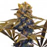 семена конопли элитных сортов семена конопли недорого Auto CBD New York Diesel feminised семена конопли элитных сортов семена конопли недорого Auto CBD New York Diesel feminised