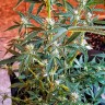 урожайные семена конопли Auto CBD New York Diesel feminised урожайные семена конопли Auto CBD New York Diesel feminised