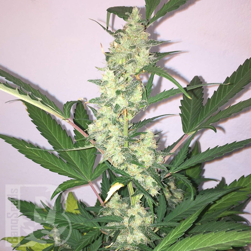 качественные семена конопли Auto CBD New York Diesel feminised качественные семена конопли Auto CBD New York Diesel feminised