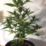 семена конопли феминизированные Auto CBD New York Diesel feminised семена конопли феминизированные Auto CBD New York Diesel feminised