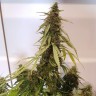 автоцветущие семена конопли Auto CBD New York Diesel feminised автоцветущие семена конопли Auto CBD New York Diesel feminised