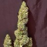 семена индийской конопли Auto CBD New York Diesel feminised  семена индийской конопли Auto CBD New York Diesel feminised