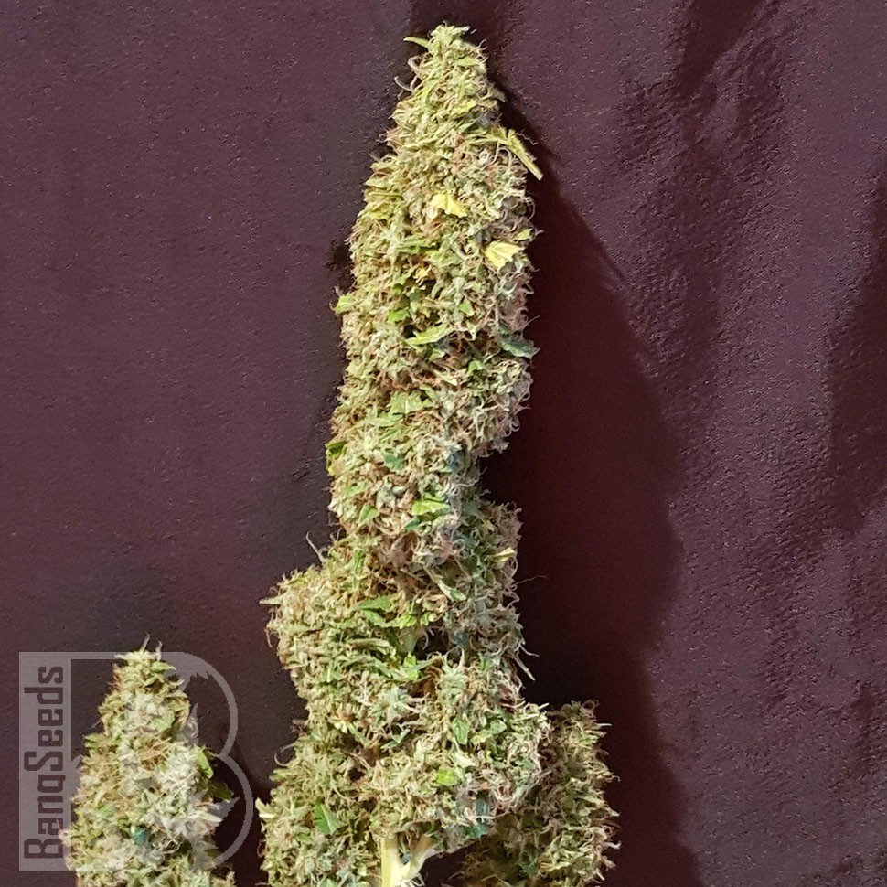 семена индийской конопли Auto CBD New York Diesel feminised  семена индийской конопли Auto CBD New York Diesel feminised