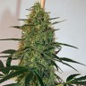Lemon Skunk CBD feminised Ganja Seeds Lemon Skunk CBD feminised Ganja Seeds