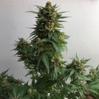 Sweet Cheese feminised Ganja Seeds