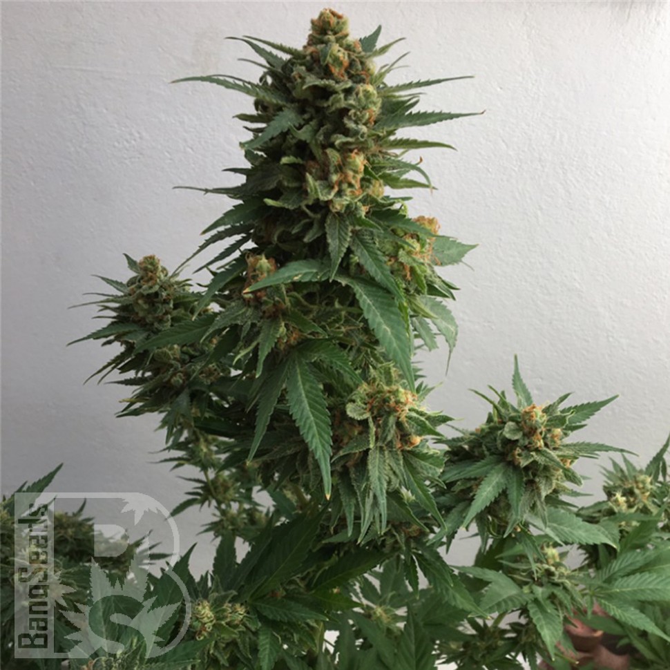 Семена каннабиса  Sweet Cheese feminised Ganja Seeds