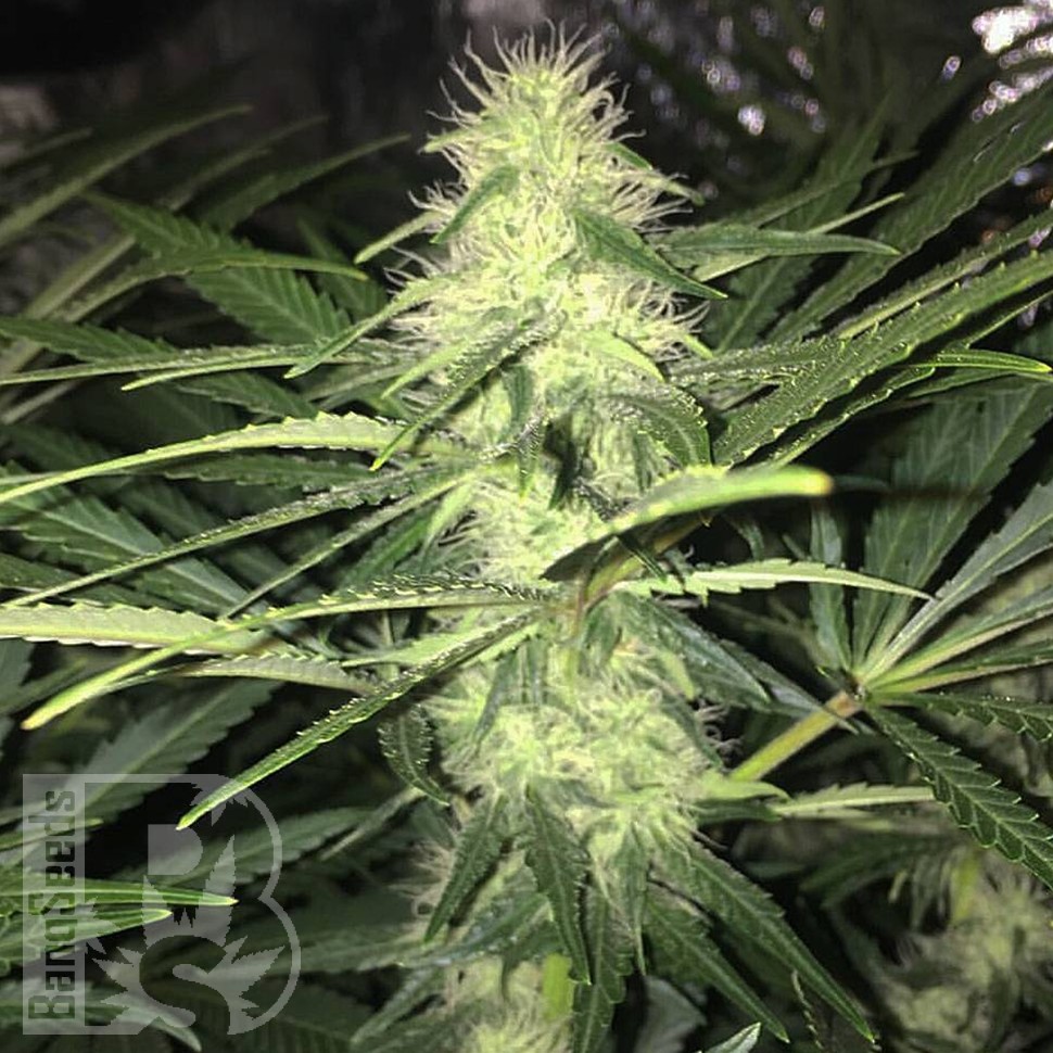 купить семена конопли оптом Sweet Cheese feminised Ganja Seeds купить семена конопли оптом Sweet Cheese feminised Ganja Seeds