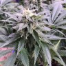 купить семена конопли интернет магазин Laughing Buddha reg купить семена конопли интернет магазин Laughing Buddha reg