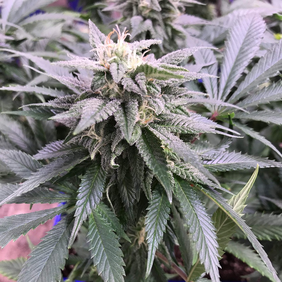 купить семена конопли интернет магазин Laughing Buddha reg купить семена конопли интернет магазин Laughing Buddha reg