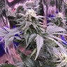 купить семена конопли в фирменной упаковке Laughing Buddha reg купить семена конопли в фирменной упаковке Laughing Buddha reg