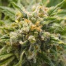 купить семена конопли дешево CBD Mango Haze feminised купить семена конопли дешево CBD Mango Haze feminised