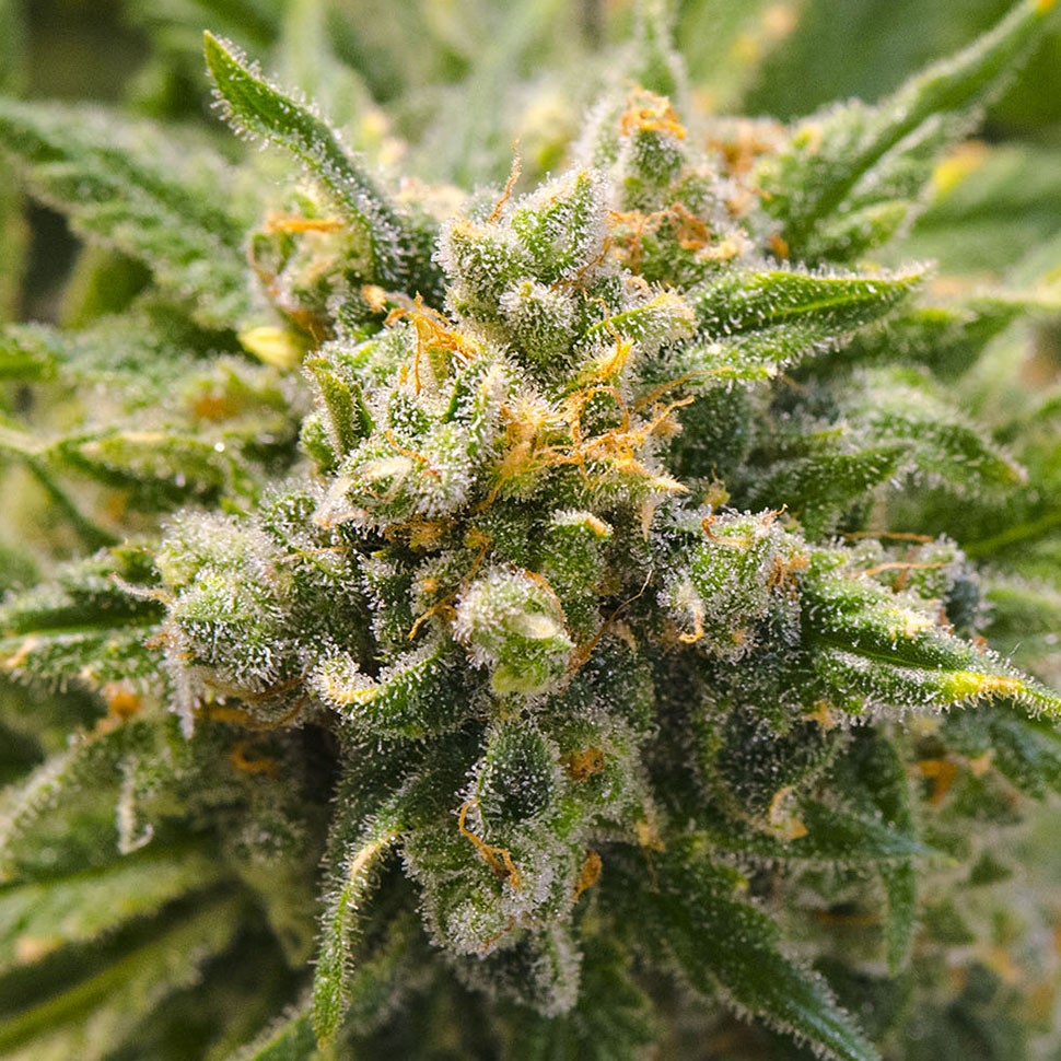 купить семена конопли дешево CBD Mango Haze feminised купить семена конопли дешево CBD Mango Haze feminised