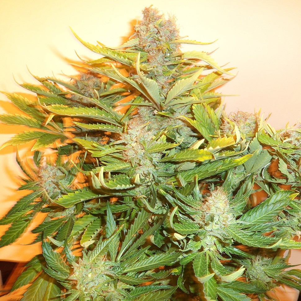 Семена ганжа  Auto Kuyrdak feminised Bang Seeds