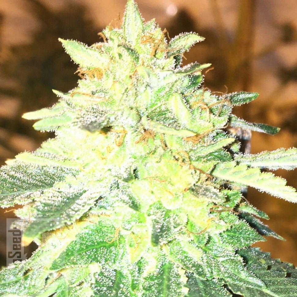 Семена ганжа  Auto Kuyrdak feminised Bang Seeds Семена ганжа  Auto Kuyrdak feminised Bang Seeds