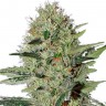 Семена ганжа  Auto Kuyrdak feminised Bang Seeds Семена ганжа  Auto Kuyrdak feminised Bang Seeds