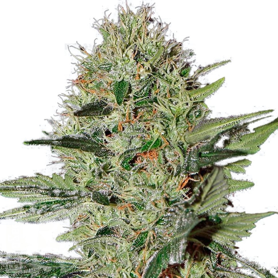 Семена ганжа  Auto Kuyrdak feminised Bang Seeds Семена ганжа  Auto Kuyrdak feminised Bang Seeds