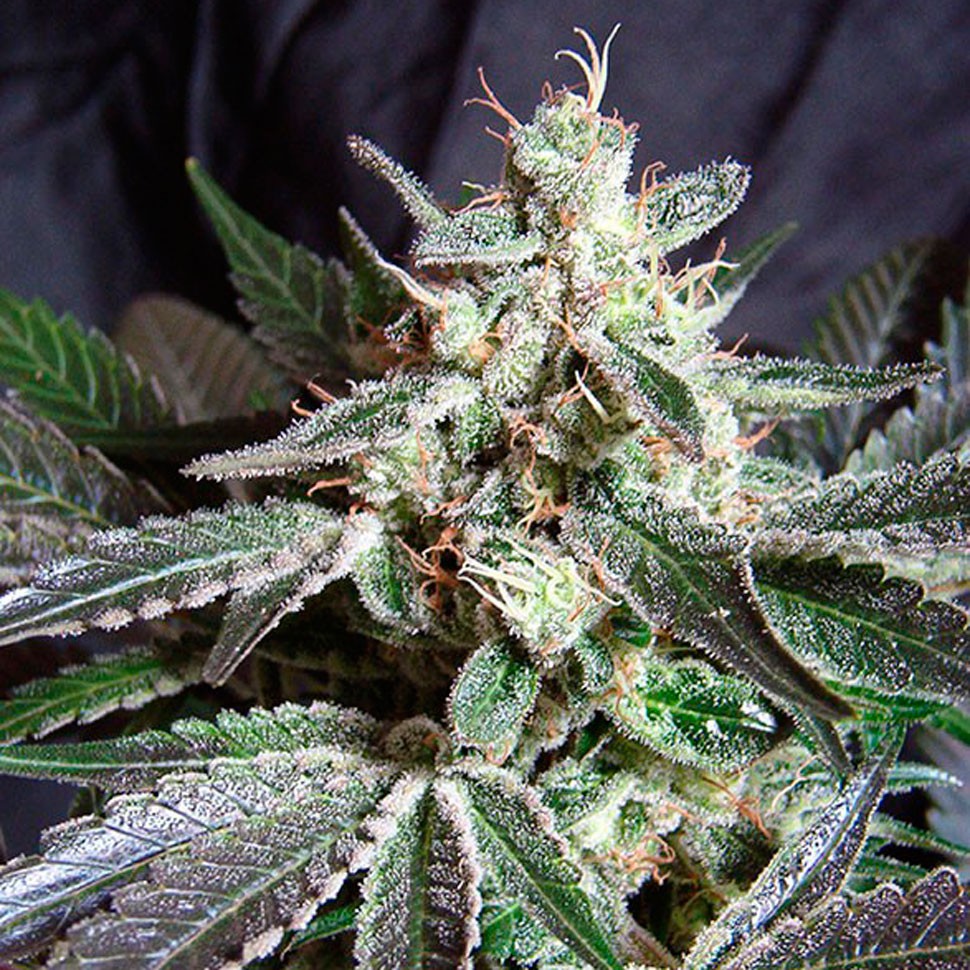 Семена конопли  Black Jack feminised Fast Version Ganja Seeds