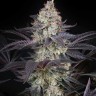 Семена конопли  Black Jack feminised Fast Version Ganja Seeds  Семена конопли  Black Jack feminised Fast Version Ganja Seeds