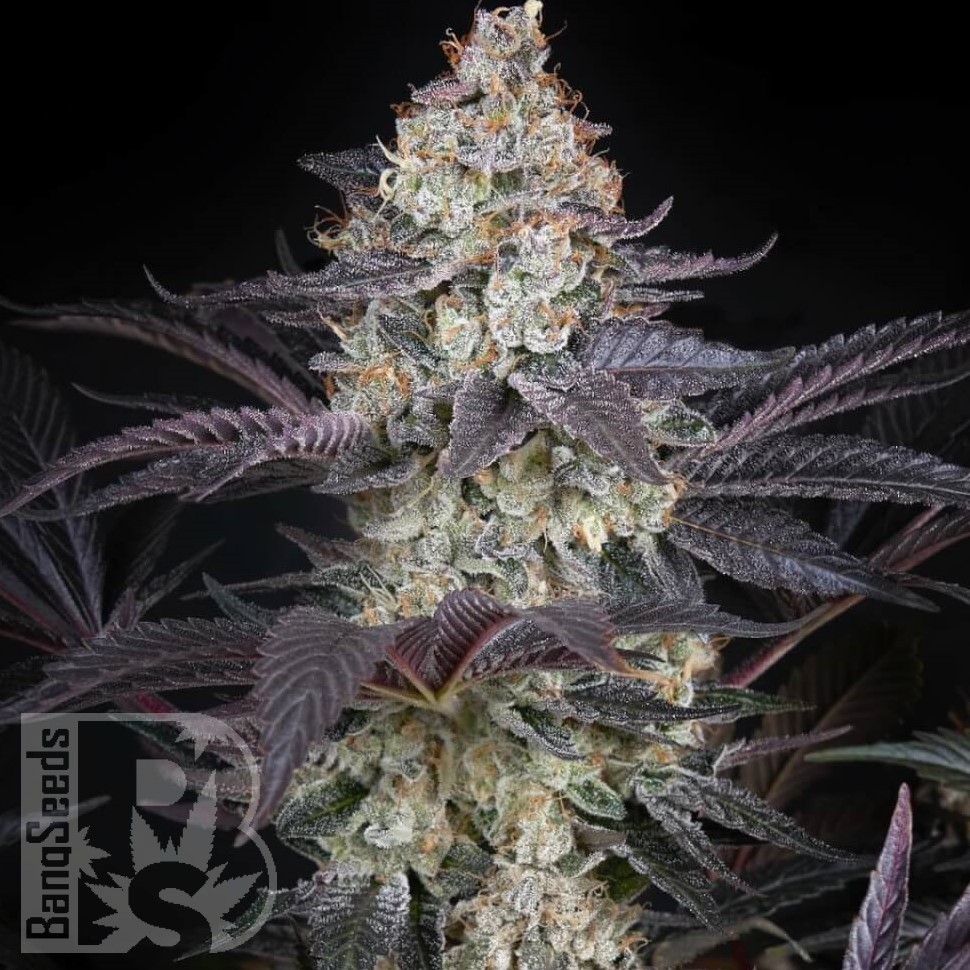 Семена конопли  Black Jack feminised Fast Version Ganja Seeds  Семена конопли  Black Jack feminised Fast Version Ganja Seeds