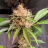 Семена  Auto Nirvana Sky feminised Ganja Seeds Семена  Auto Nirvana Sky feminised Ganja Seeds