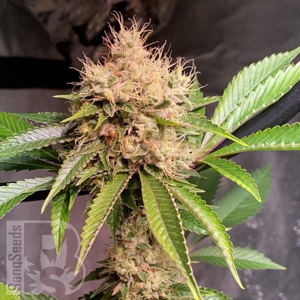 Семена  Auto Nirvana Sky feminised Ganja Seeds Семена  Auto Nirvana Sky feminised Ganja Seeds