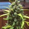 Семена ганжа  Auto Cinderella feminised Ganja Seeds Семена ганжа  Auto Cinderella feminised Ganja Seeds