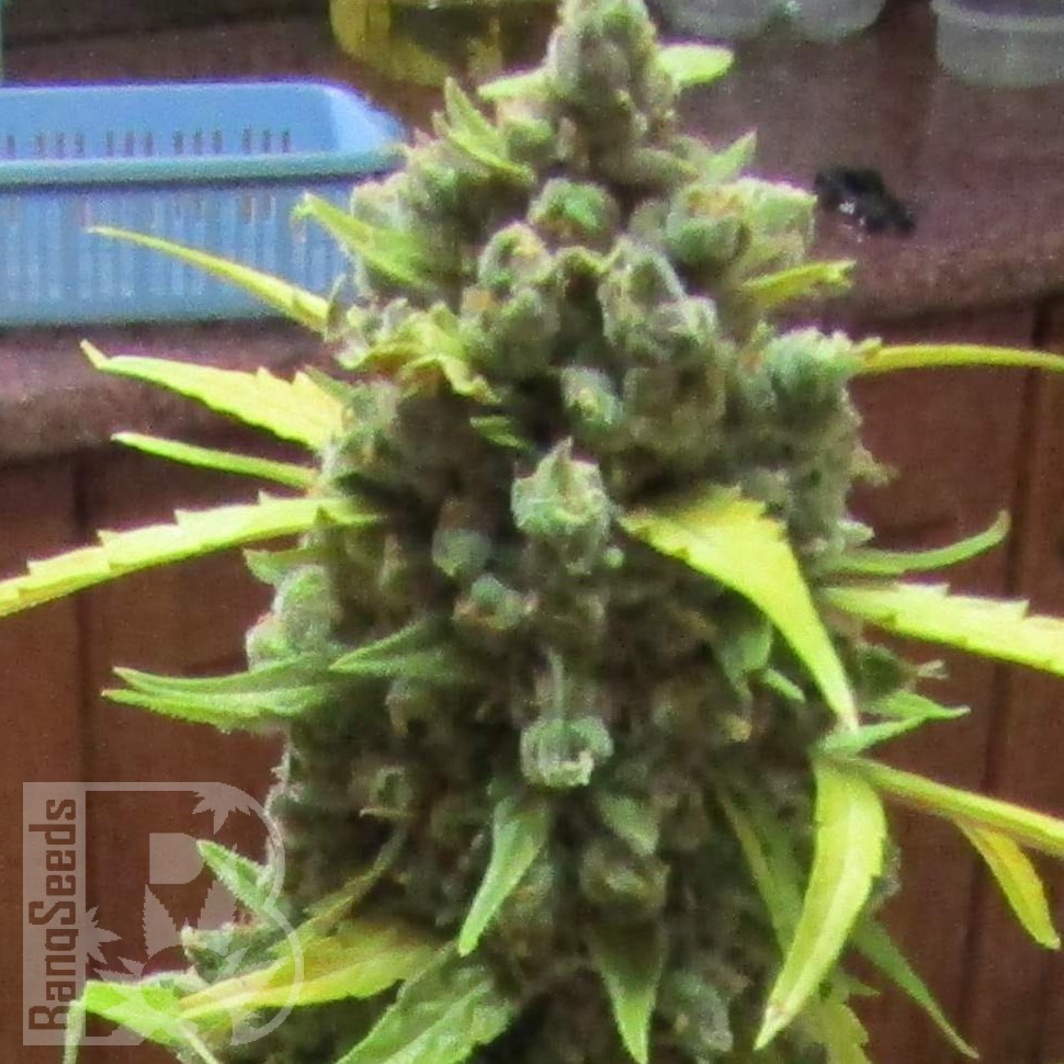 Семена ганжа  Auto Cinderella feminised Ganja Seeds